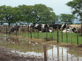 ConcentraciÃ³n: apenas un 11% de los tambos argentinos producen el 39% de la oferta total de leche