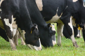 Cuenca oeste bonaerense: NestlÃ© lidera la baja de precios de la leche pagada a productores por quinto mes consecutivo