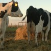 TerminÃ³ la crisis para los tambos grandes: pero los medianos y pequeÃ±os productores lecheros aÃºn siguen complicados