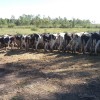El precio de la leche pagado a los tamberos descendiÃ³ un 27% en el Ãºltimo aÃ±o