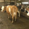 Programa oficial: tamberos holandeses liquidarÃ¡n 160.000 vacas para reducir el impacto ambiental