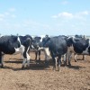 El crecimiento de las exportaciones argentinas de carne bovina a China se sostiene gracias a la liquidaciÃ³n de vacas lecheras