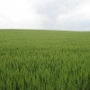 Ya se repartiÃ³ el 43% del cupo de trigo 2012/13: cuenta regresiva para tomar coberturas de precios 