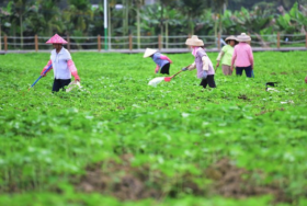 El gobierno chino designa al desarrollo rural como objetivo polÃ­tico â€œnÃºmero unoâ€ para â€œincrementar el Ã¡rea de siembra de sojaâ€