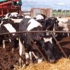 Novedad: el valor de referencia de la leche publicado por el Ministerio de Agroindustria comenzÃ³ a funcionar como â€œprecio pizarraâ€