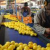 Reglamentaron la emergencia para la cadena citrÃ­cola: cuÃ¡les son los beneficios contemplados