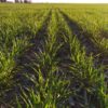 Ruleta rusa: la mayor parte de los productores argentinos estÃ¡n completamente descubiertos en trigo 2019/20
