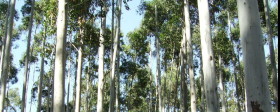 La polÃ­tica de promociÃ³n forestal fue un Ã©xito en Chile, Uruguay y Brasil: pero fracasÃ³ en la Argentina