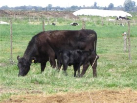 Se recupera el stock bovino gracias a la crisis agrÃ­cola: la faena de hembras alcanzÃ³ el nivel mÃ¡s bajo de los Ãºltimos 33 meses